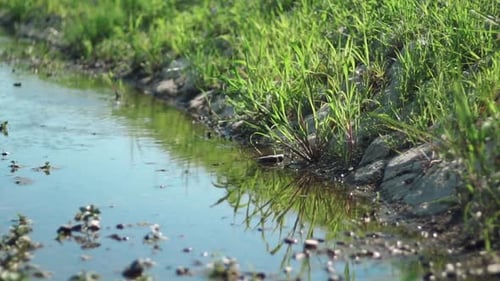 Grasses On A Rocky Side Of A River Sway As The Wind Blows During Daytime In Kyoto, Japan. - Static S
