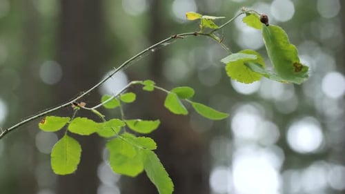 Ast eines Busches mit Spinnennetz. Der Hintergrund ist unscharf. Zeitlupe.