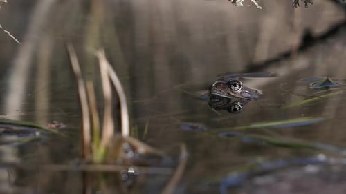 Frosch schaut im Frühling im Teich aus dem Wasser