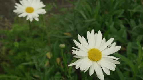 Two beautiful daisies growing in the garden. Two white flowers with yellow centers.
