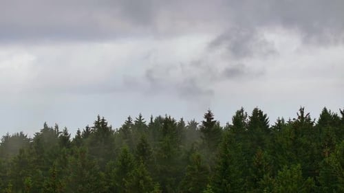 Aerial Retreat Revealing Foggy Forest Landscape