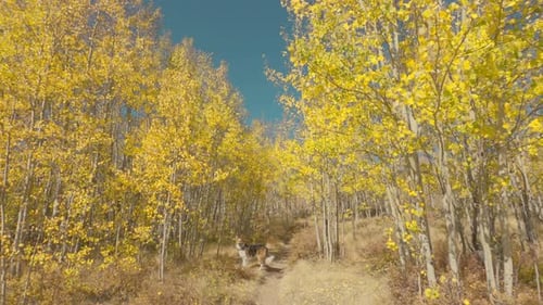 Dog Hiking on Trail Through Aspen Tree Forest