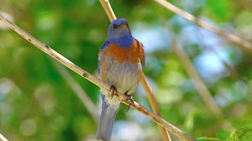 bird 04