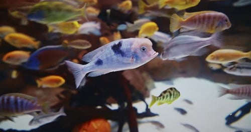 Colorful Fishes Float In Zoo