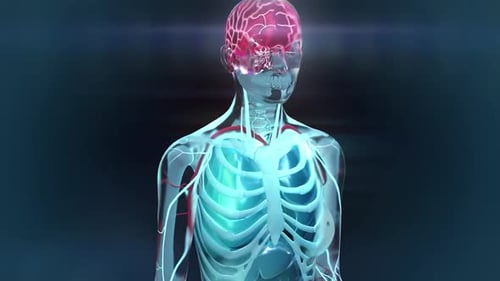 3D Transparent Human Body Showing Internal Organs and Brain Activity