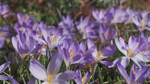 Flowering Crocus Spring Flowers