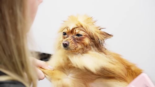 Woman Brushing a Small, Wet, Fluffy Dog