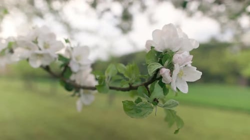 Closeup View of Flowers and Green Leaves on a Blooming Tree and Bees Flying Between the Branches