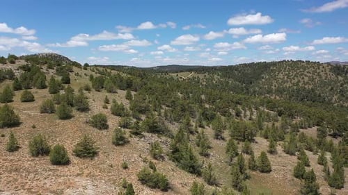 Vue aérienne des arbres et des collines 3