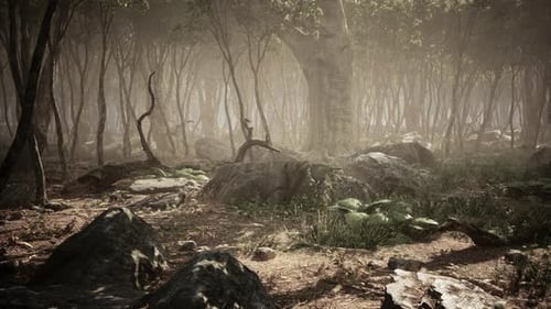 Roots of a Tree in a Misty Forest