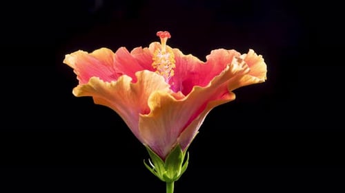 Hibiscus Flower Blooming in Time-Lapse