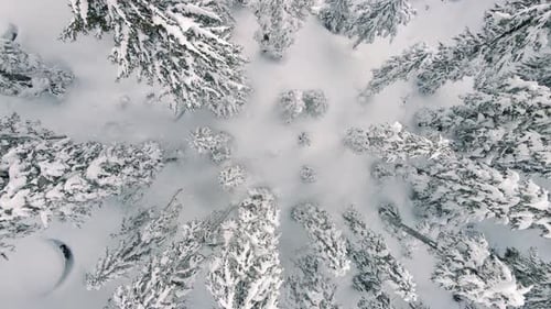Drone Flight Over Tree Tops With Forest Floor Covered In Untouched Snow