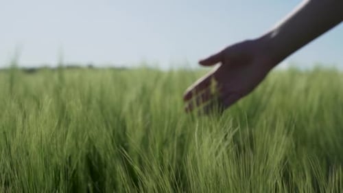 Woman Hand Gently Touching Green Wheat in Spring Field Slow Motion Close Up