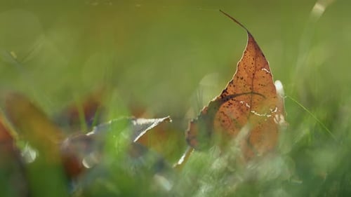 Falled Dry Leaf on Ground Close Up. Brown Leaves Lying Green Grass