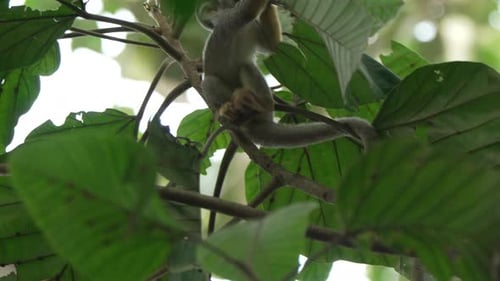 Curious Squirrel Monkey Exploring Among Large Green Leaves