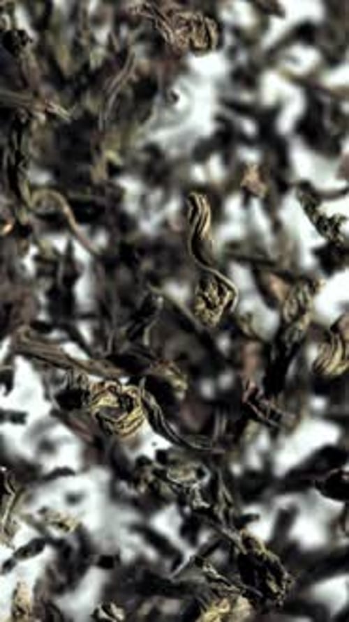 Dry Tea Flies Up and Down Filmed on a Highspeed Camera at 1000 Fps