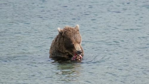 Bear Eating Fish in Water