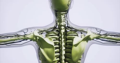 Human Anatomy Showing Detailed Blood Vessels Network in the Torso