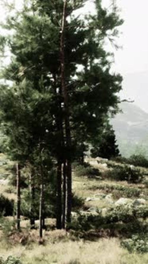 A Dense Forest with Towering Trees and Scattered Rocks