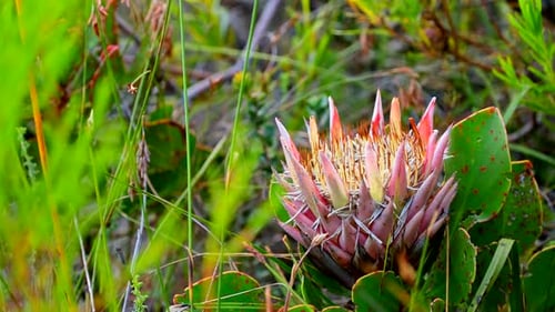 La hermosa reina Protea cynaroides en la vegetación de fynbos, Sudáfrica