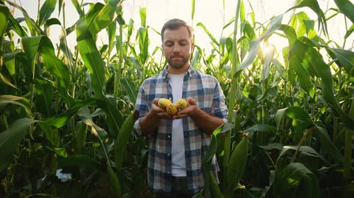Farmer Holding Freshly Picked Corn Cobs in a Field
