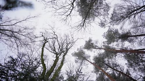Scary Mystical Trees In Creepy Forest. View From The Bottom.