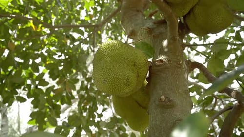 Blick aus dem unteren Winkel: Jackfrucht auf einem Baum, der umherschwenkt und ihre grüne Schale und ihre Ähren und Blätter am Baum zeigt