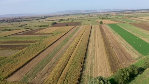 Aerial Drone View of Agriculture Field, Food Industry Concept by Drone