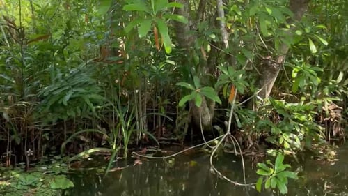 4K video of the backwaters and nature in Kerala, India