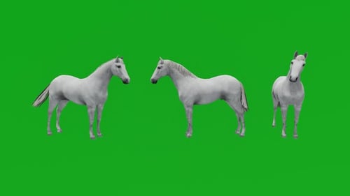 3D horse in green screen, white horse with 3 different animated angles, animal rendering in motion