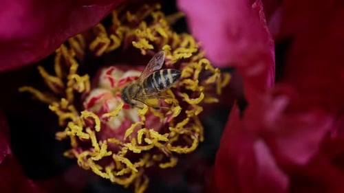 Honeybee Sitting Gathering Pollen From Pink Peony Flower at Spring Macro View