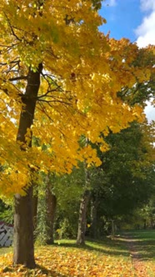 Falling Leaves in Autumn on Bright Sunny Day