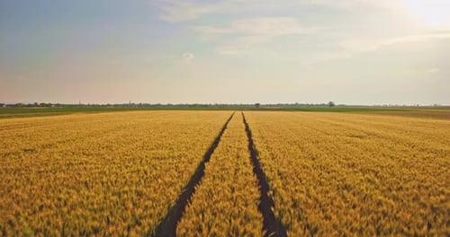 Aerial shot of a yellow field of wheat