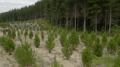 Reflorestamento de pinhal com mudas jovens e árvores mais velhas, aéreo
