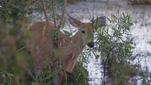 Side view of marsh deer grazing near shrubs and shallow water