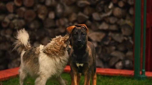 Camera Tracks Towards Two Cute Dogs, Medium Close Up Shallow Depth of Field