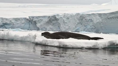 Leopard Seal Resting on Ice in Antarctica