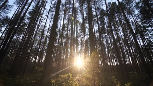Beautiful Sunrise Sun Sunshine In Sunny Spring Coniferous Forest
