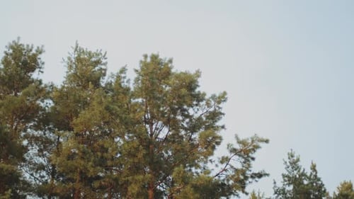 Bei blauem Himmel, azurblauem Himmel und hellen Wolken am Tag nach oben zu schauen ist