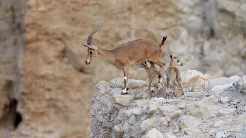 Cervatillos de cabra montés de Nubia Leche materna