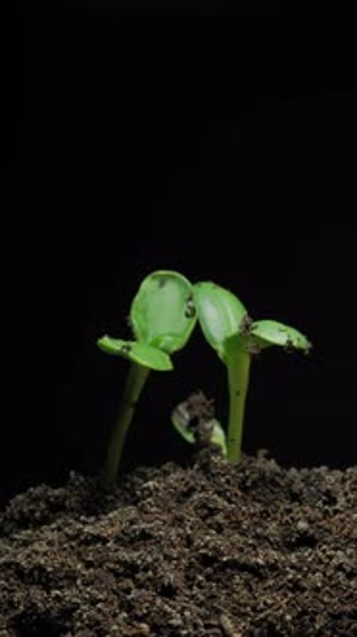 Plant Growing in Time Lapse on Black Background