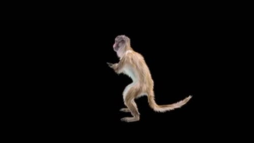 28 Monkey Dance HD