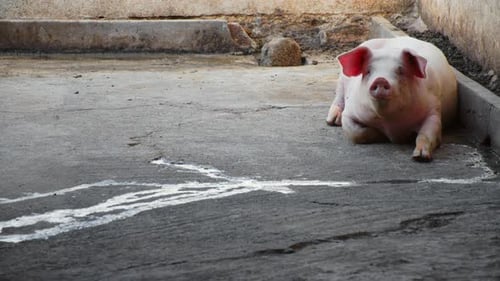 close up of a single isolated pig lying down on a pig farm looking at the camera