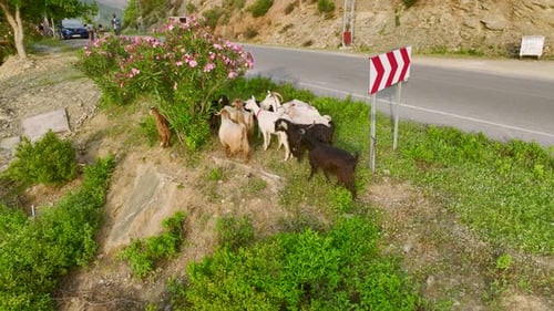 Drone View Flock of Sheep Grazing By Road