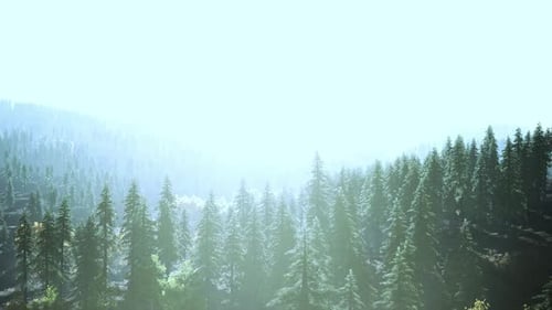 Sunlight in Spruce Forest in the Fog on the Background of Mountains at Sunset