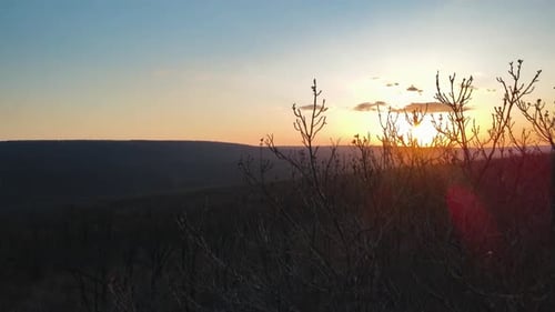 Leafless Forest at Sunset
