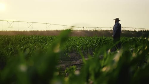 Farming and Agriculture in Ecological Region One Farmer with Smartphone Walking Agribusiness in