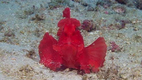 Paddle-flap Scorpionfish (Rhinopias eschmeyeri) 2 of 2 60fps