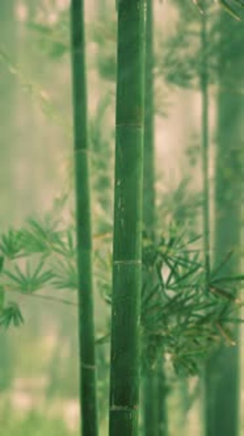 Bamboo Tree Standing Tall in Forest Vertical