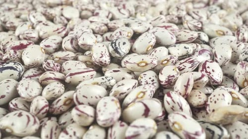 Close Up An Abundance Of Patterned Pinto Or Borlotti Beans.